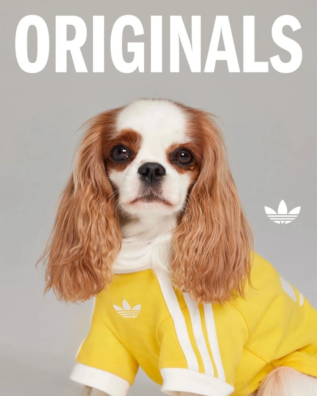 adidas Originals Pets