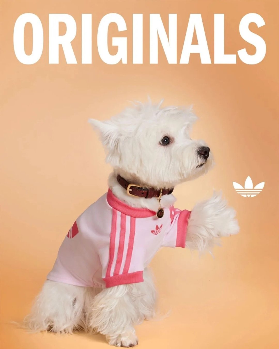 Nova adidas Originals kolekcija za kućne ljubimce je nešto najslađe što ćete vidjeti danas