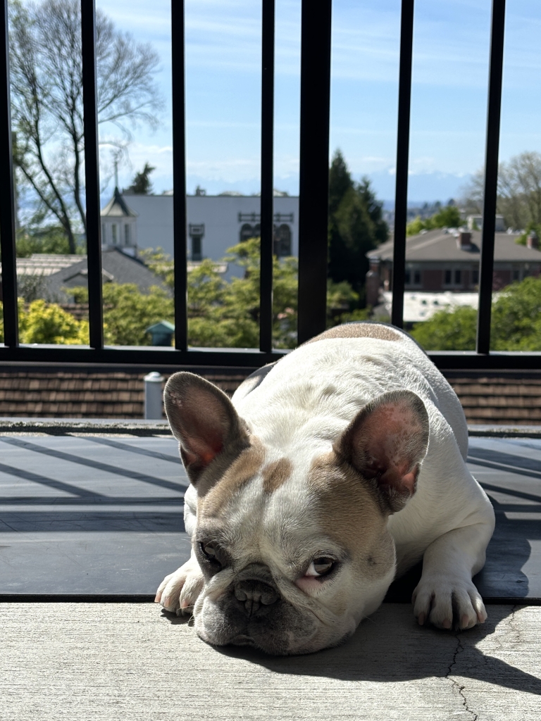 puppy-yoga-zagreb1