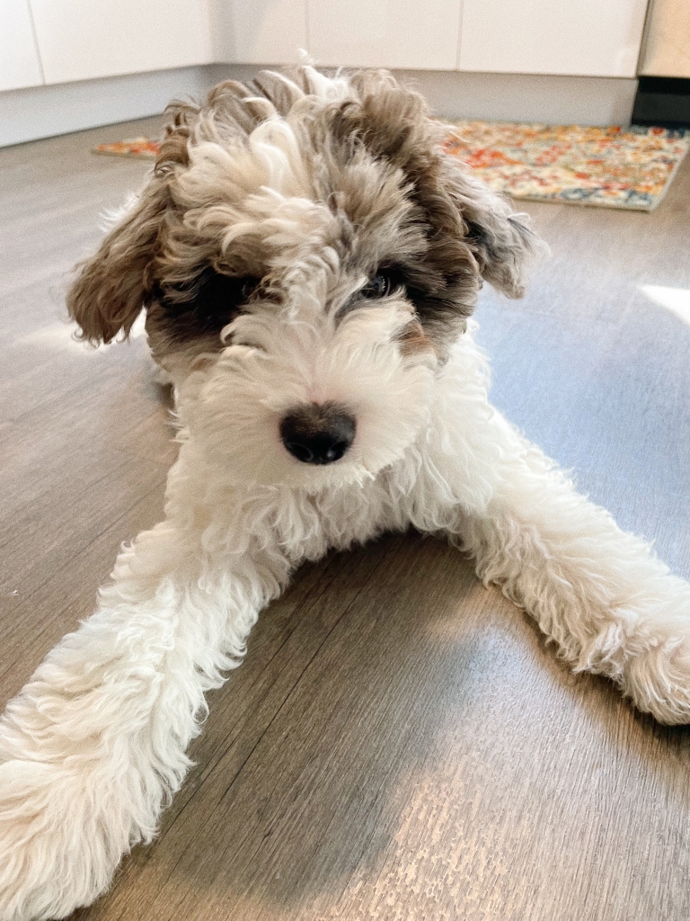puppy-yoga-zagreb2