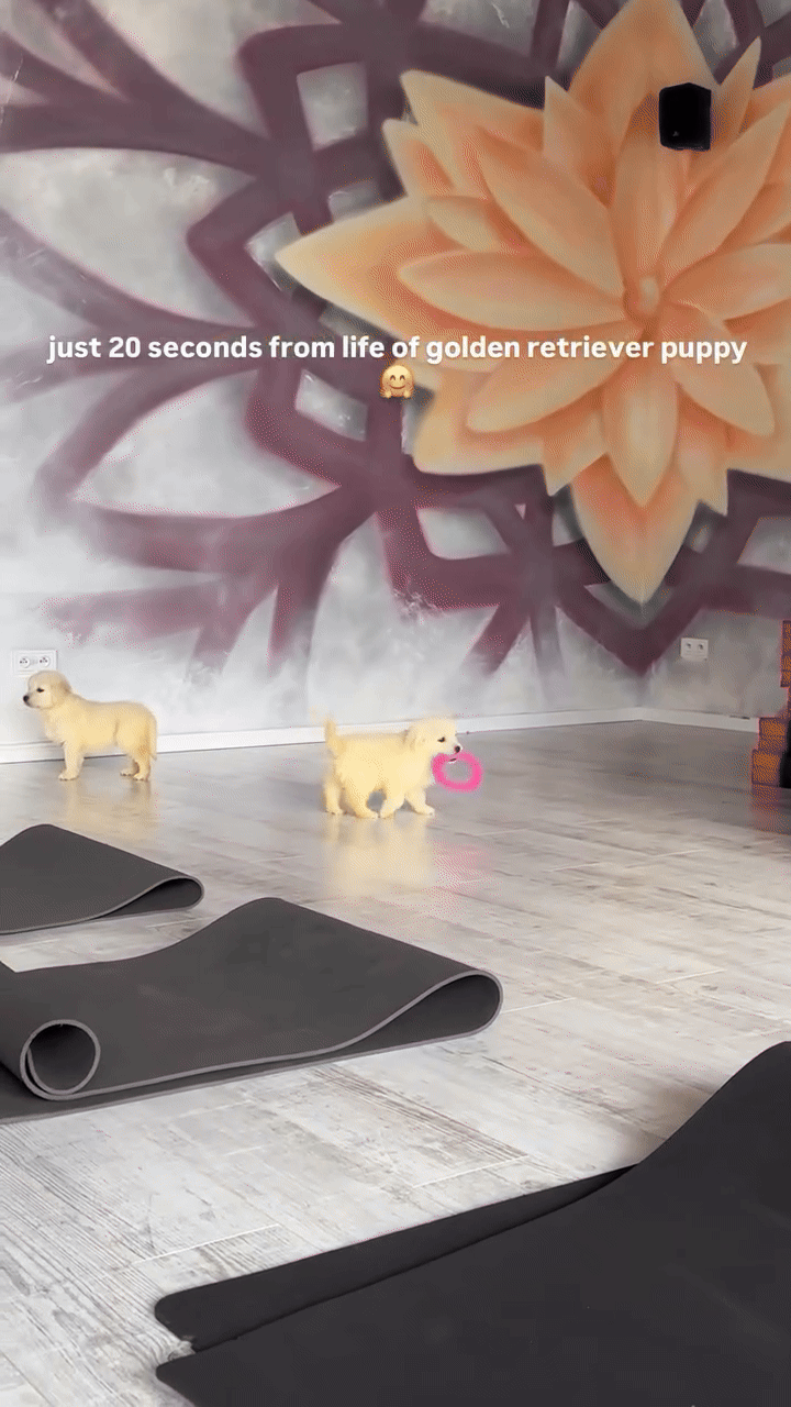 Želite vježbati sa psima? Puppy Yoga stiže u Zagreb – evo gdje možete pronaći više detalja