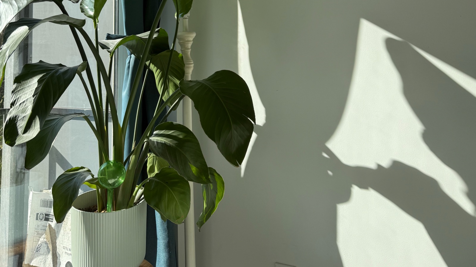 U ove biljke, idealne za početnike, zaljubile smo se na prvi pogled