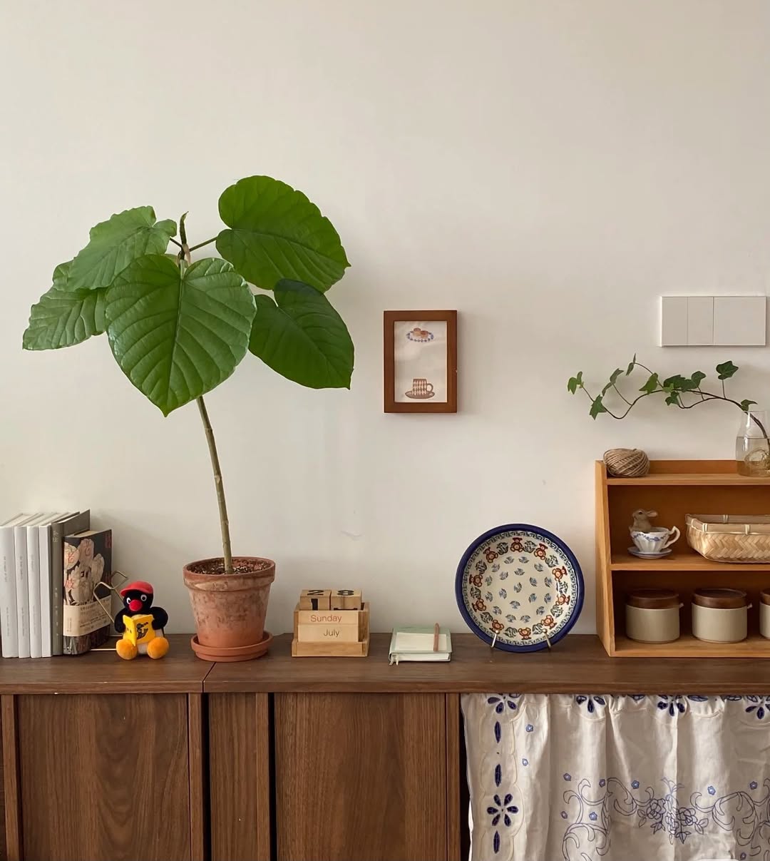 Ficus Umbellata izgleda predivno, a idealna je za početnike