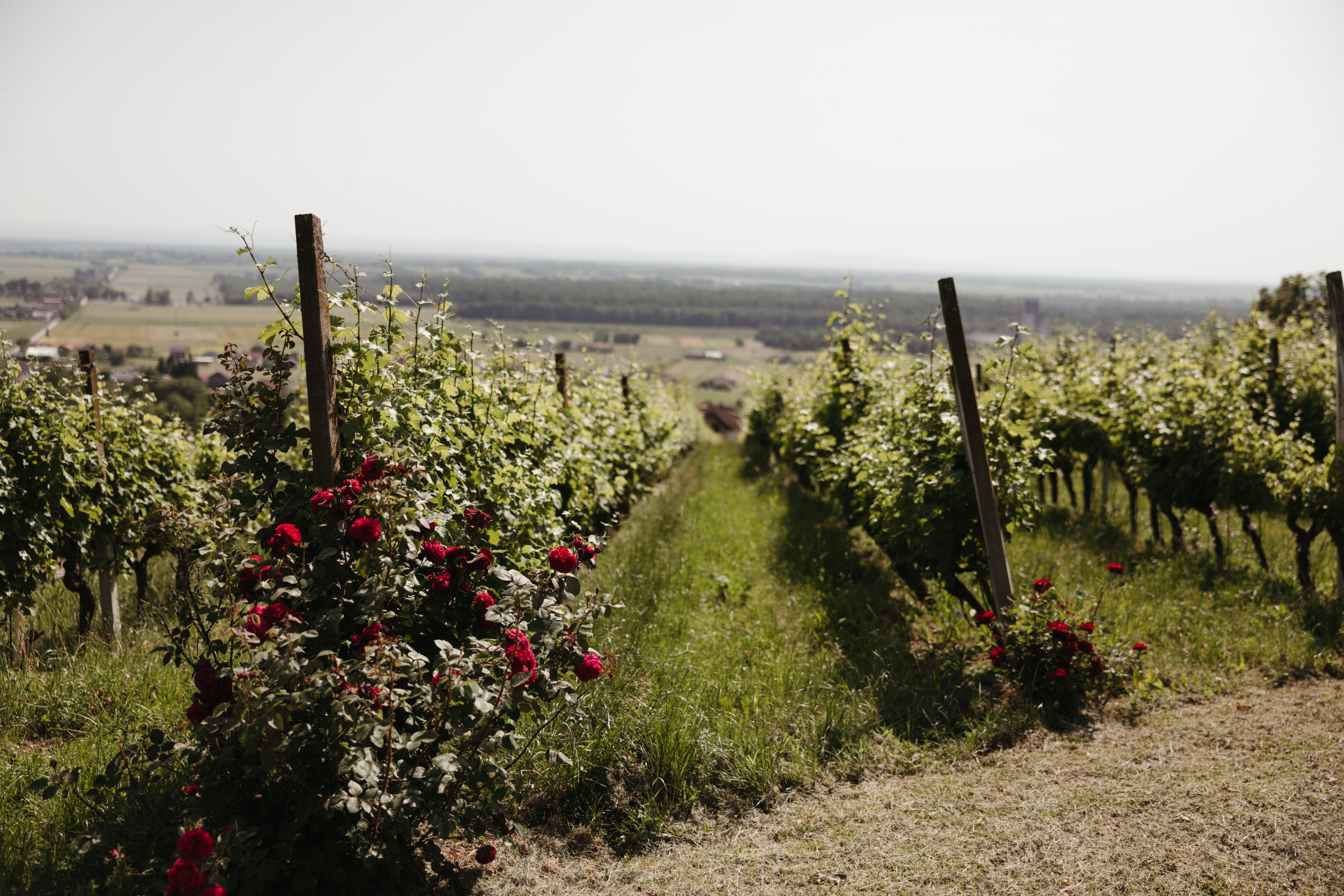 Vinarija August