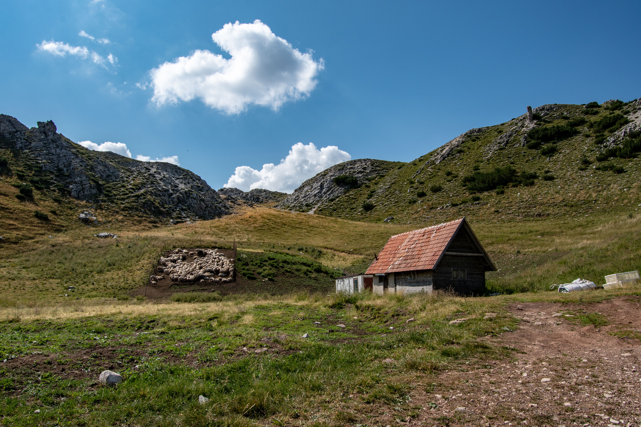 Zelengora_Stepo_iStock-1167732336