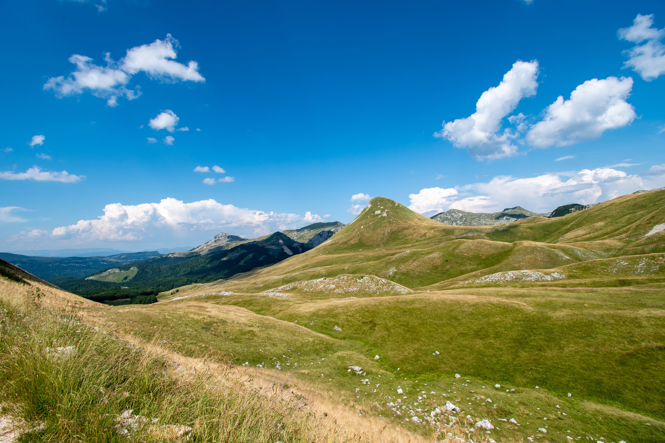 Zelengora_Stepo_iStock-1167732441