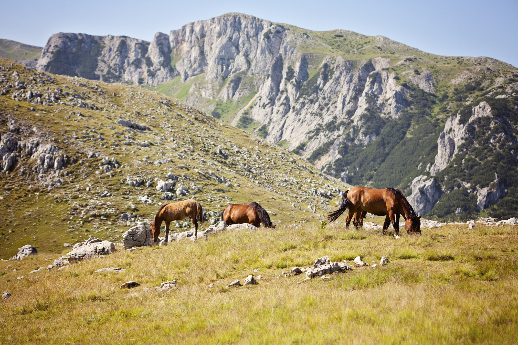 Zelengora_vpopovic_iStock-171328783
