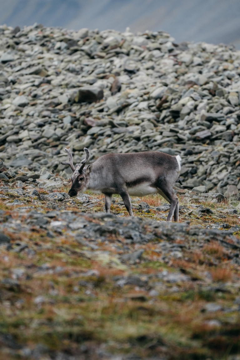 Svalbard