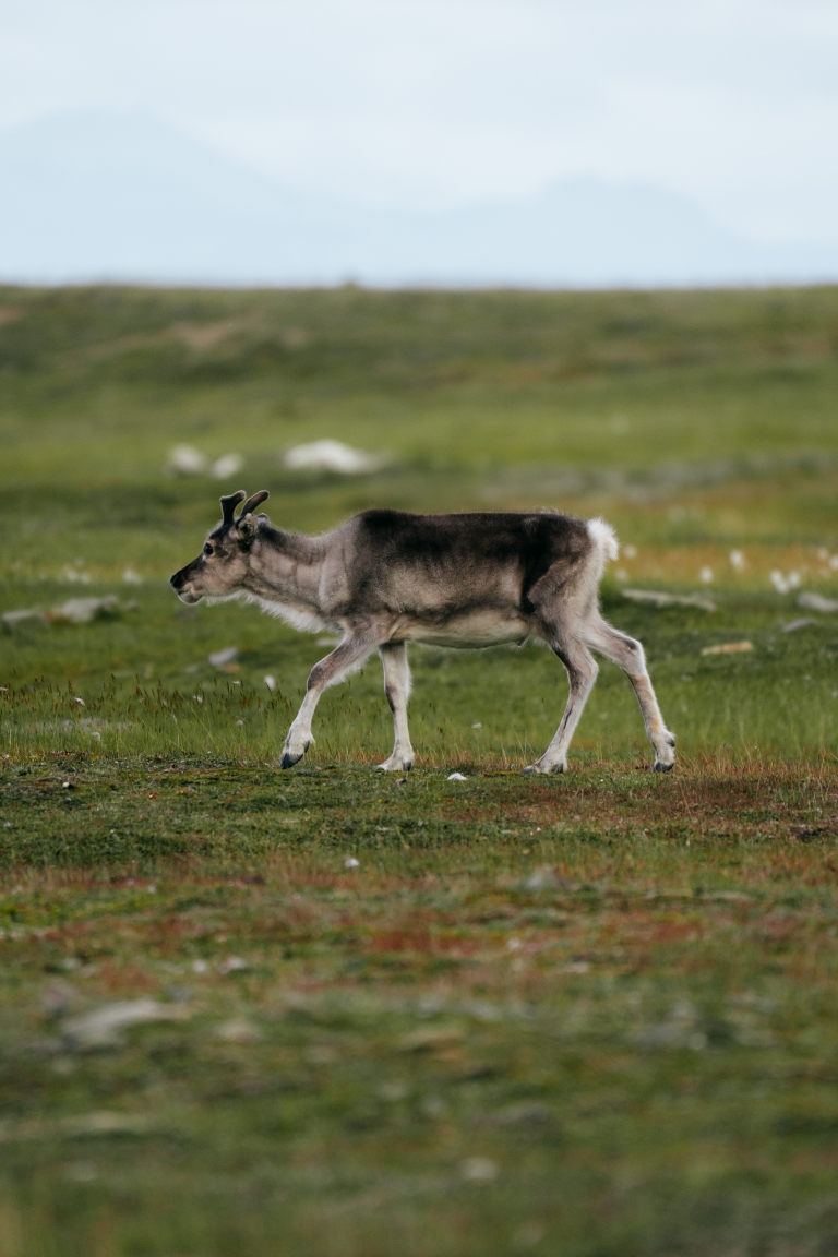 Svalbard