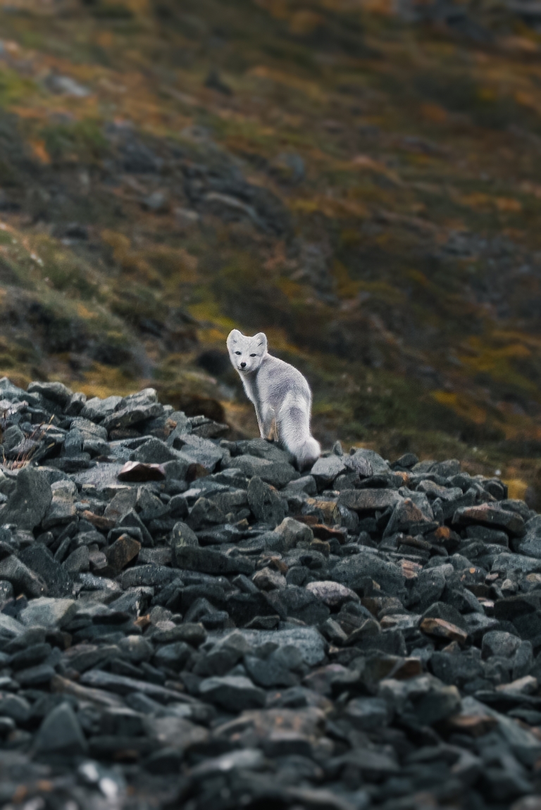 Svalbard