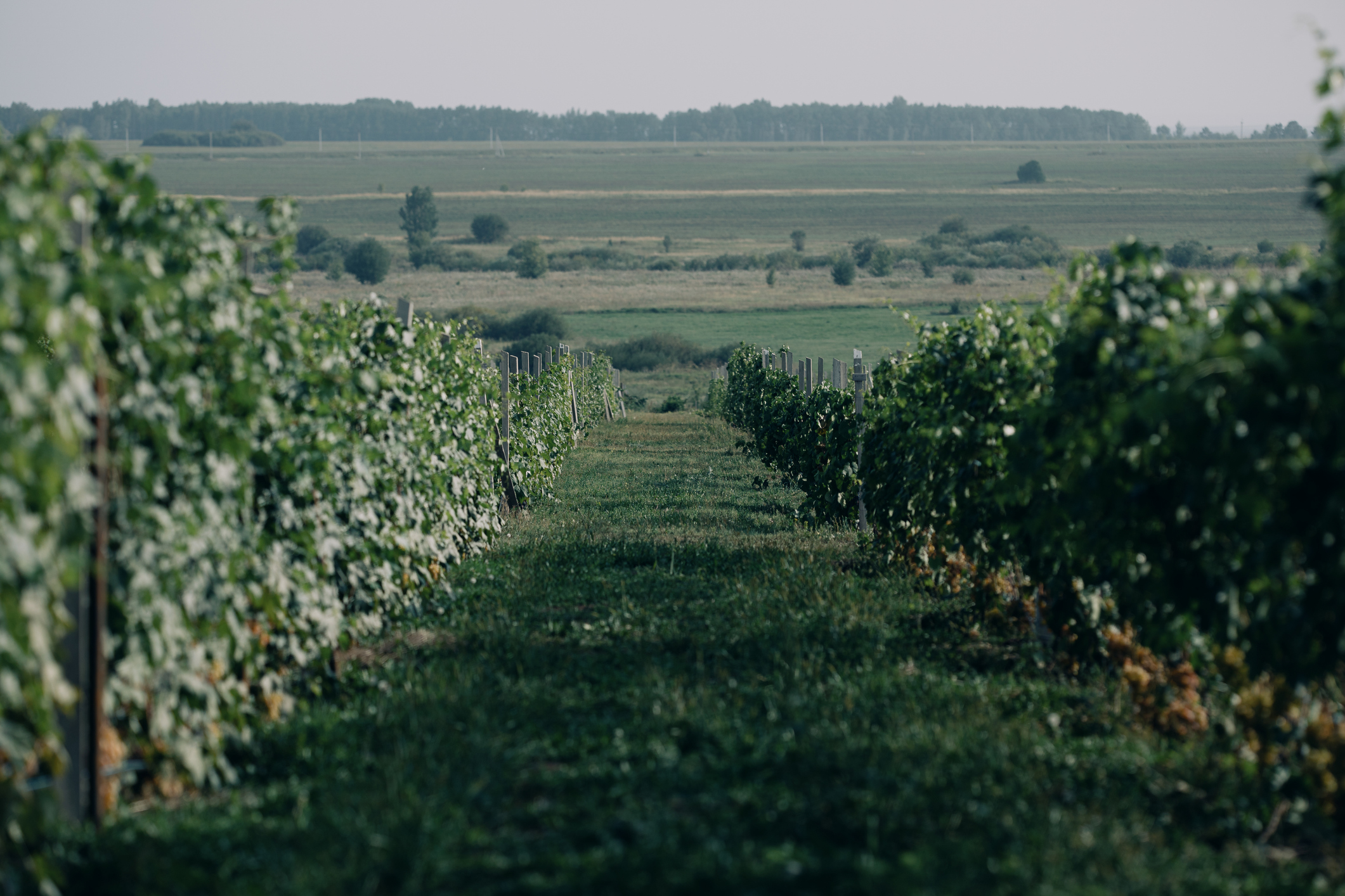 vinograd_iStock-1387211622