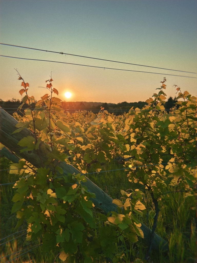 vinograd_two-chapters apart-dupe
