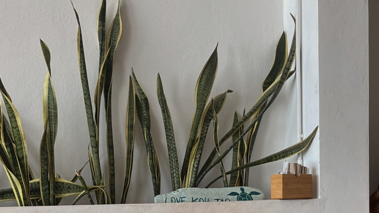 sanseveria-naslovna