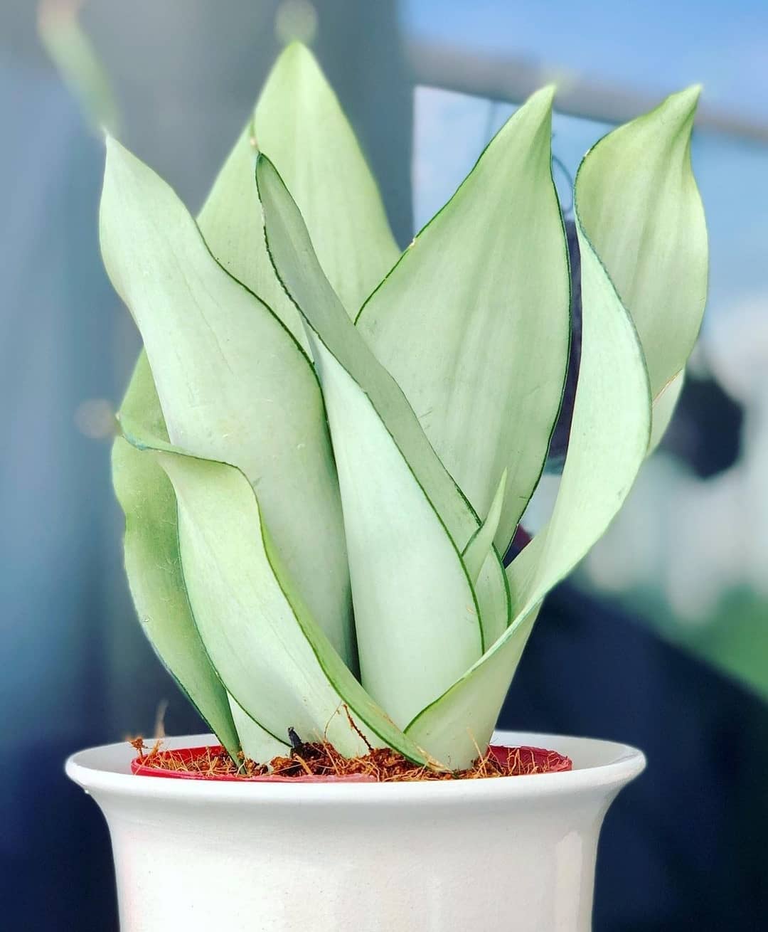Sanseveria moonshine atraktivna je rijetka biljka s listovima koji imaju srebrni odsjaj