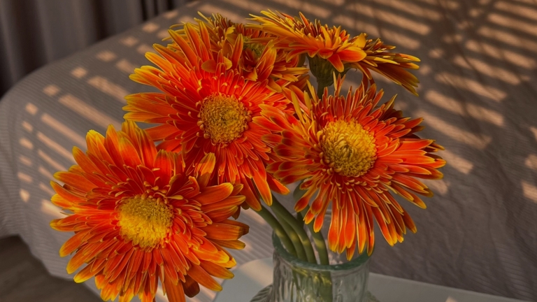 cvijeće-koje-traje-naslovna